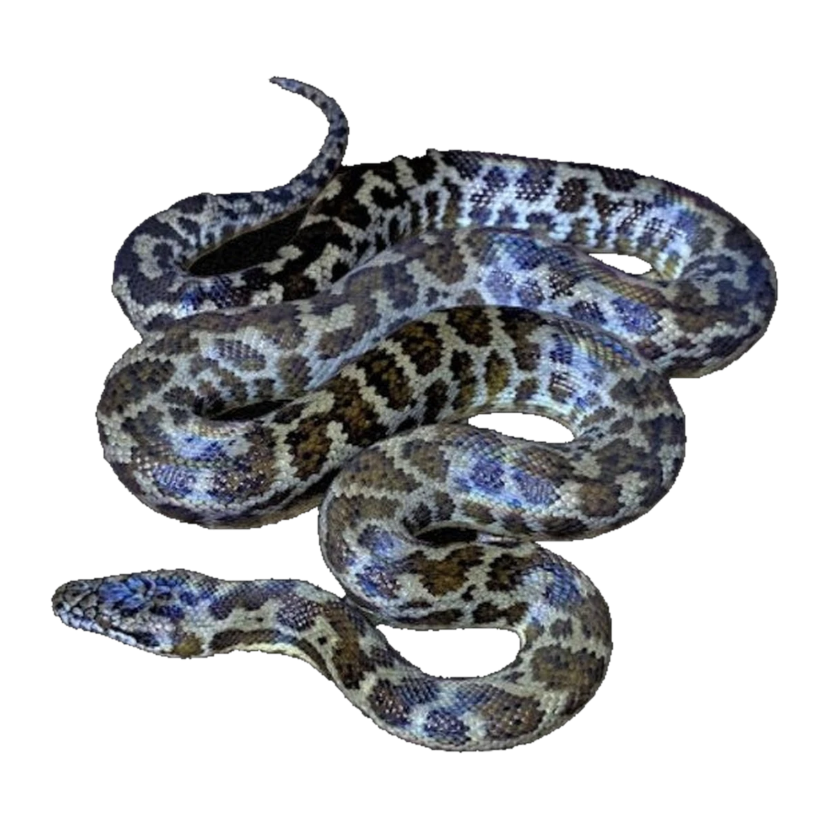 Spotted Python Adult | Antaresia maculosa