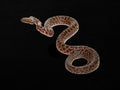 Spotted Python | Antaresia maculosa