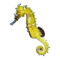 Spotted Seahorse | Hippocampus kuda
