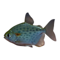 Spotted Silver Dollar