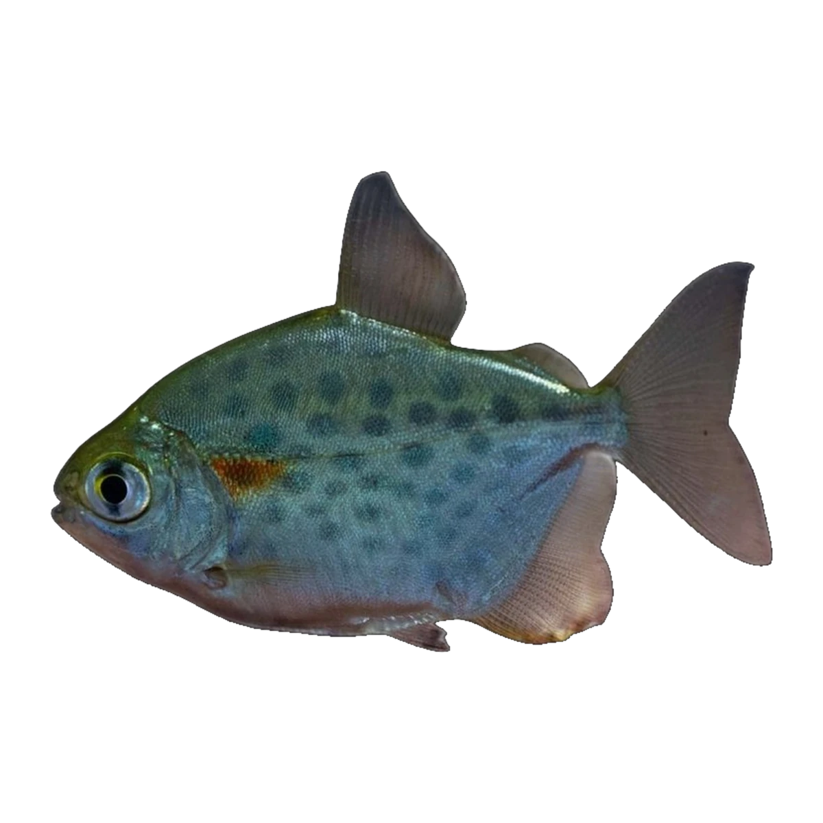Spotted Silver Dollar