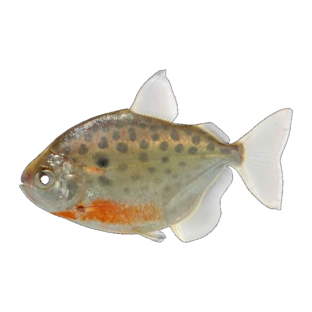 Spotted Silver Dollar | Metynnis lippincottianus