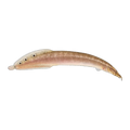 Spotted Spiny Eel