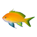 Square Block Anthias Female | Pseudanthias pleurotaenia