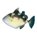 Starry Triggerfish Juv | Abalistes stellatus