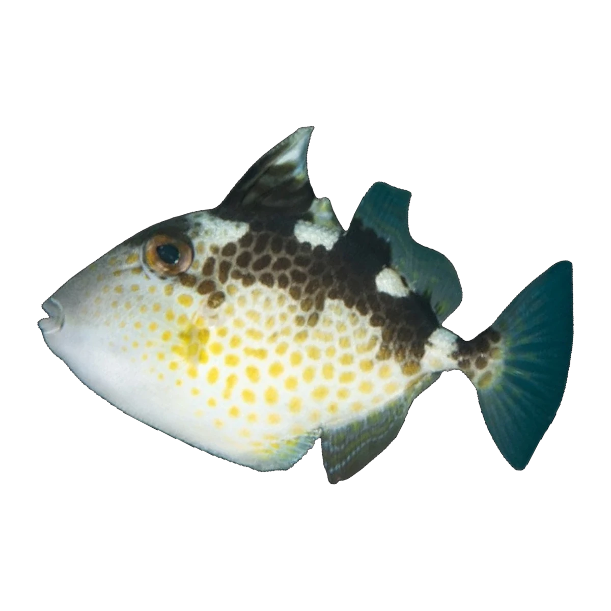 Starry Triggerfish Juv | Abalistes stellatus