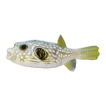 Stars and Stripes Puffer | Arothron hispidus
