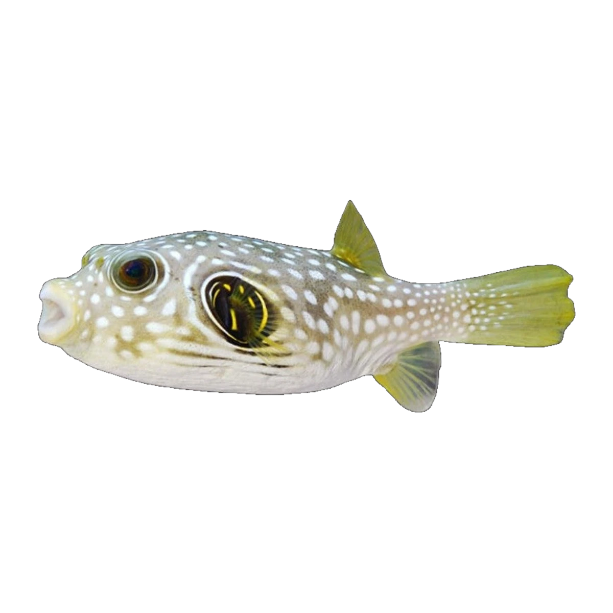 Stars and Stripes Puffer | Arothron hispidus