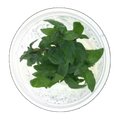 Staurogyne Repens