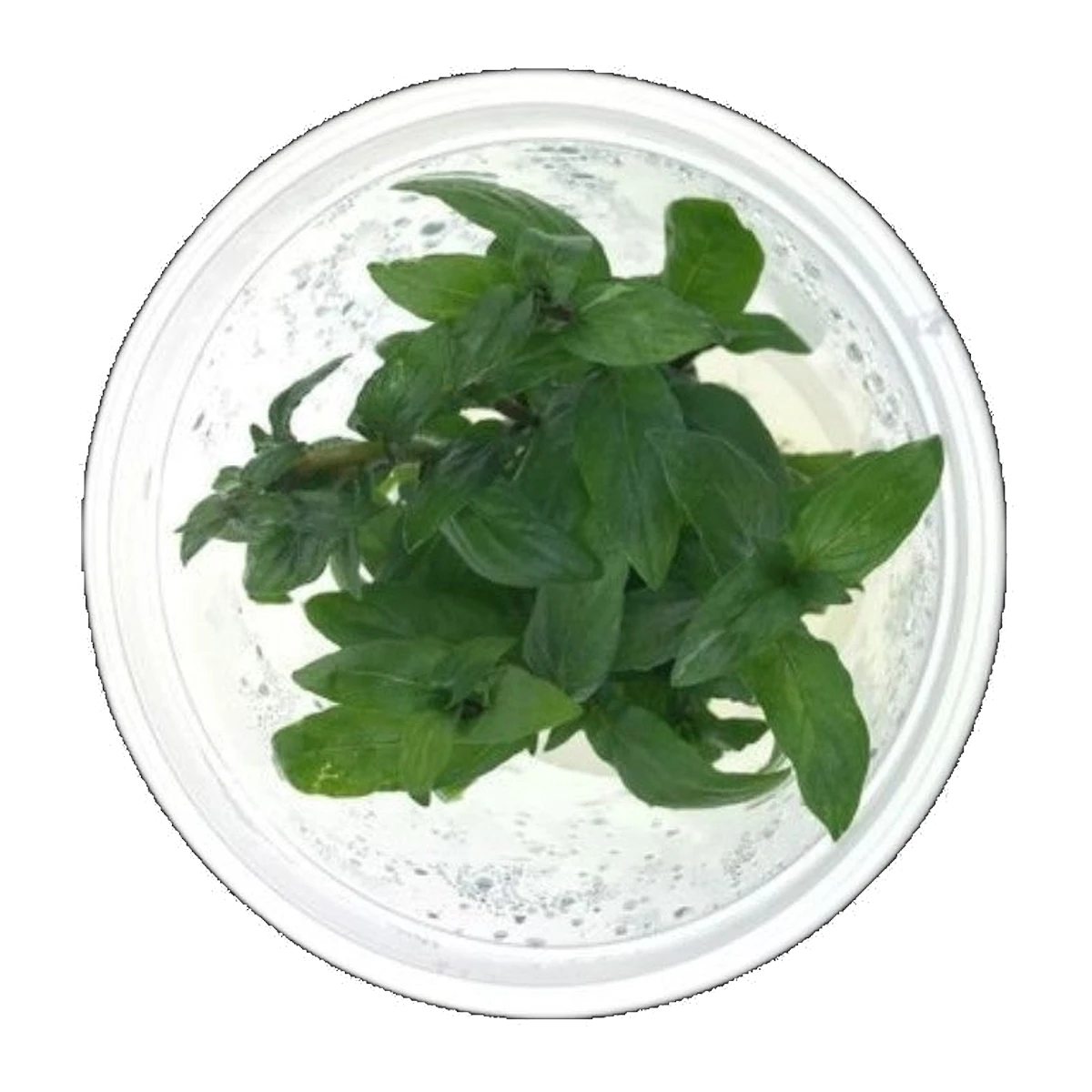 Staurogyne Repens