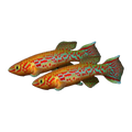 Steel Blue Killifish Pair