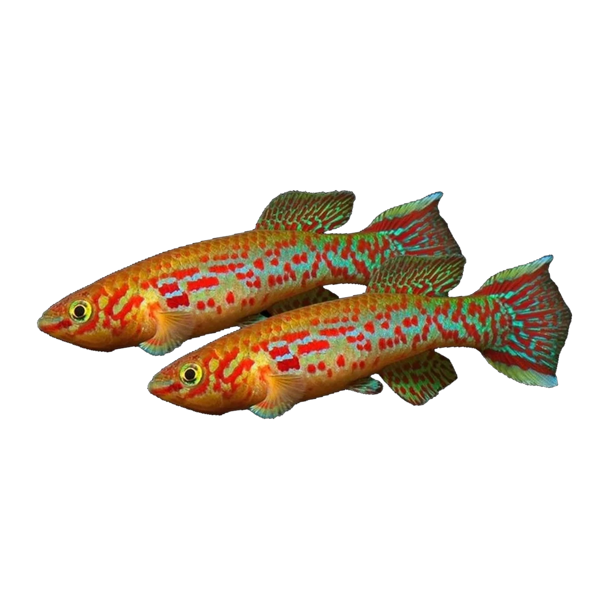 Steel Blue Killifish Pair