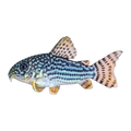 Sterbai Corydoras (Hoplisoma sterbai), side profile facing right