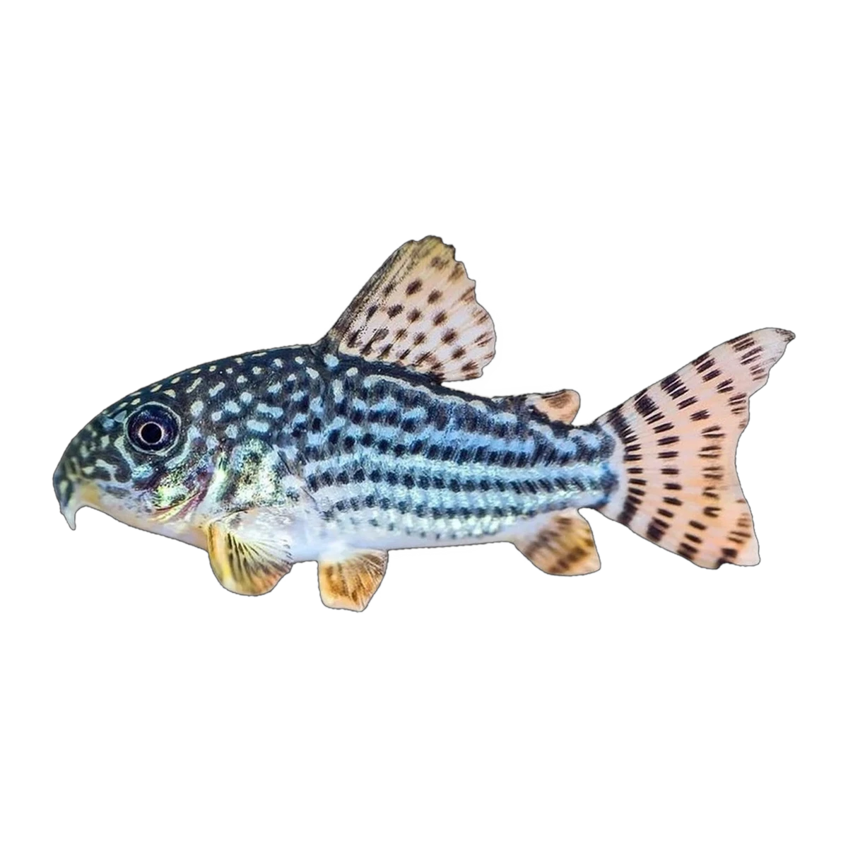 Sterbai Corydoras (Hoplisoma sterbai), side profile facing right