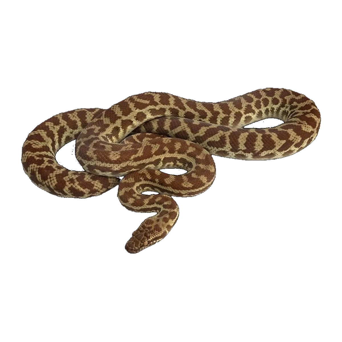 Stimson Python | Antaresia stimsoni