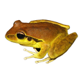 Stony Creek Frog | Rhyaconastes wilcoxii