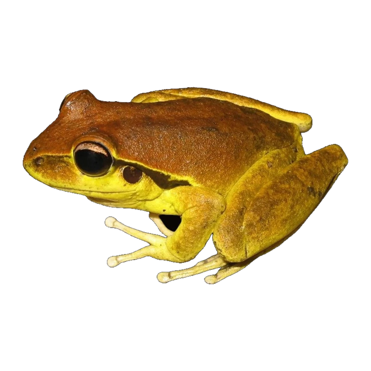 Stony Creek Frog | Rhyaconastes wilcoxii