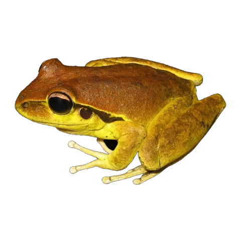 Stony Creek Frog | Rhyaconastes wilcoxii