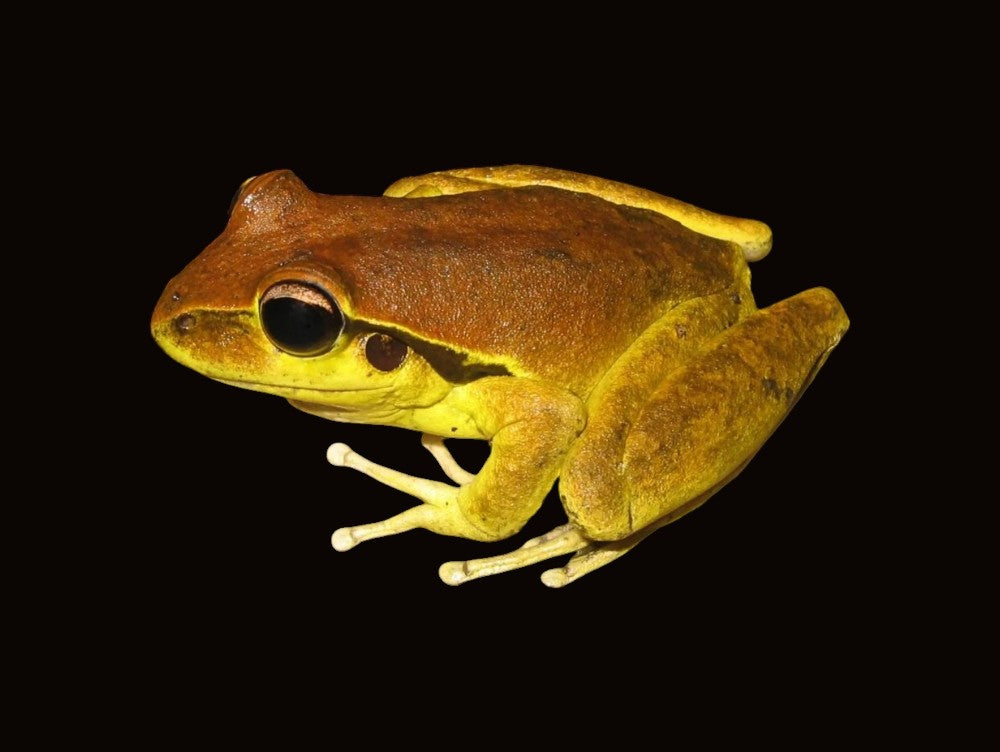 Stony Creek Frog | Rhyaconastes wilcoxii