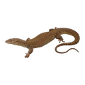 Storrs Monitor | Varanus storri