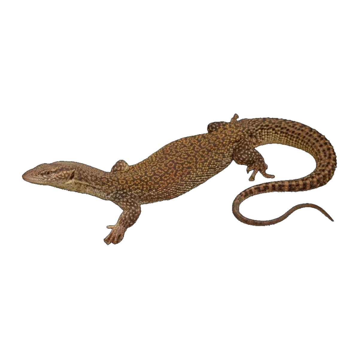 Storrs Monitor | Varanus storri