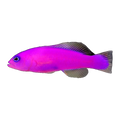 Strawberry Dottyback | Pictichromis porphyrea