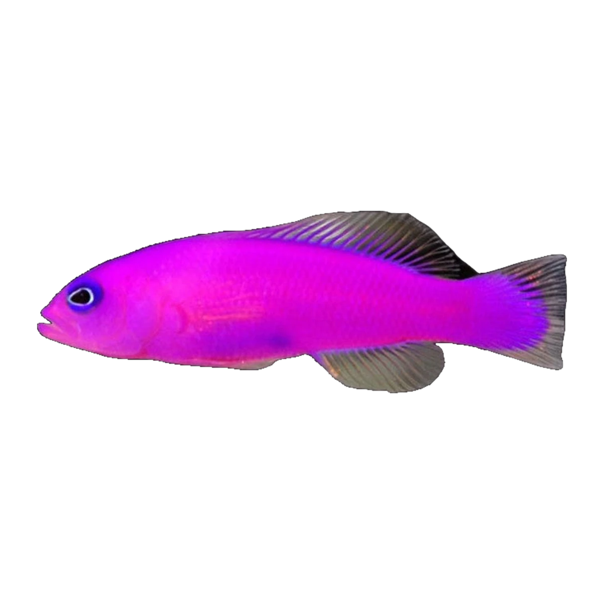 Strawberry Dottyback | Pictichromis porphyrea
