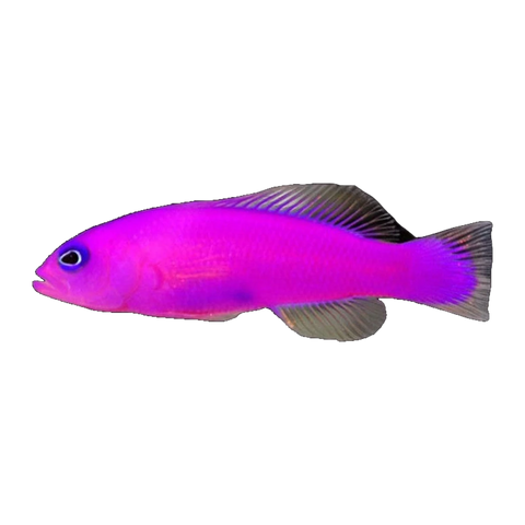 Strawberry Dottyback | Pictichromis porphyrea