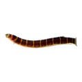 Striped Kuhli Loach