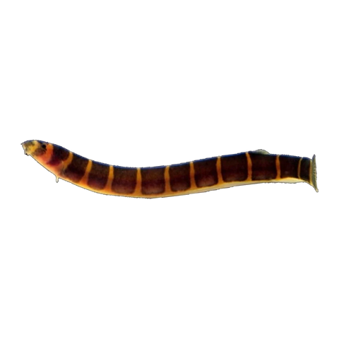 Striped Kuhli Loach