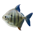 Striped Silver Dollar