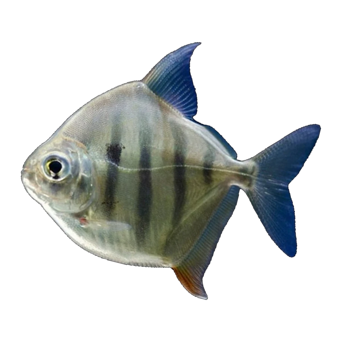 Striped Silver Dollar