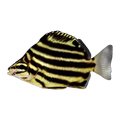 Stripey | Microcanthus strigatus