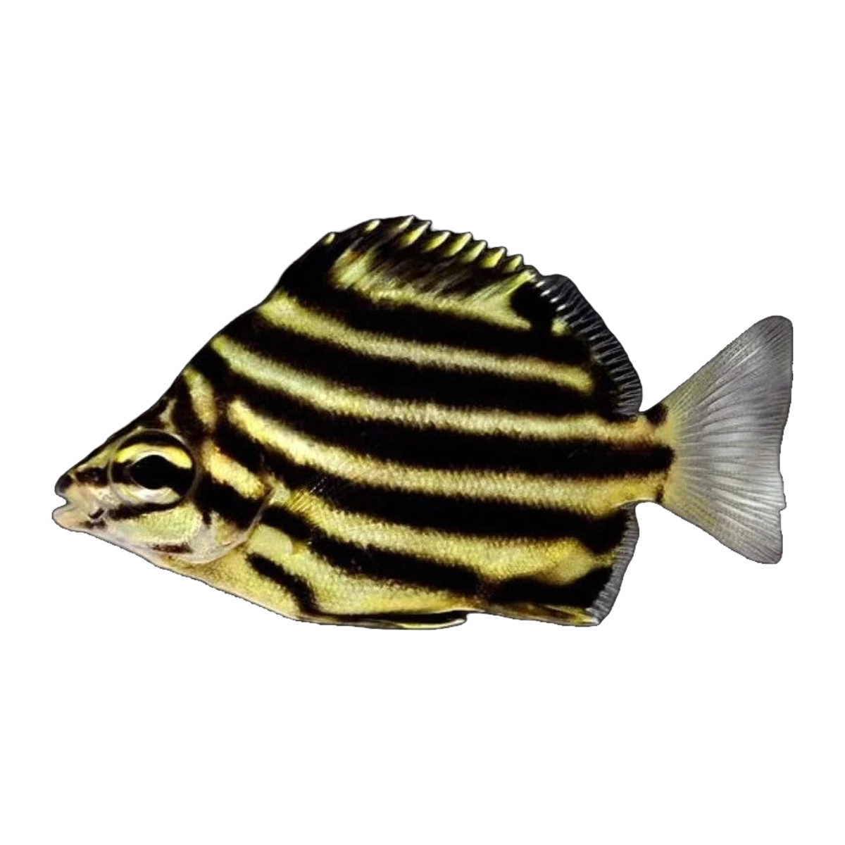 Stripey | Microcanthus strigatus