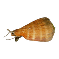 Strombus Snail (Strawberry Conch) | Conomurex luhuanus