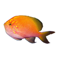 Sunburst Anthias | Serranocirrhitus latus