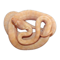Sunglow Albino Darwin Carpet Python | Morelia spilota variegata