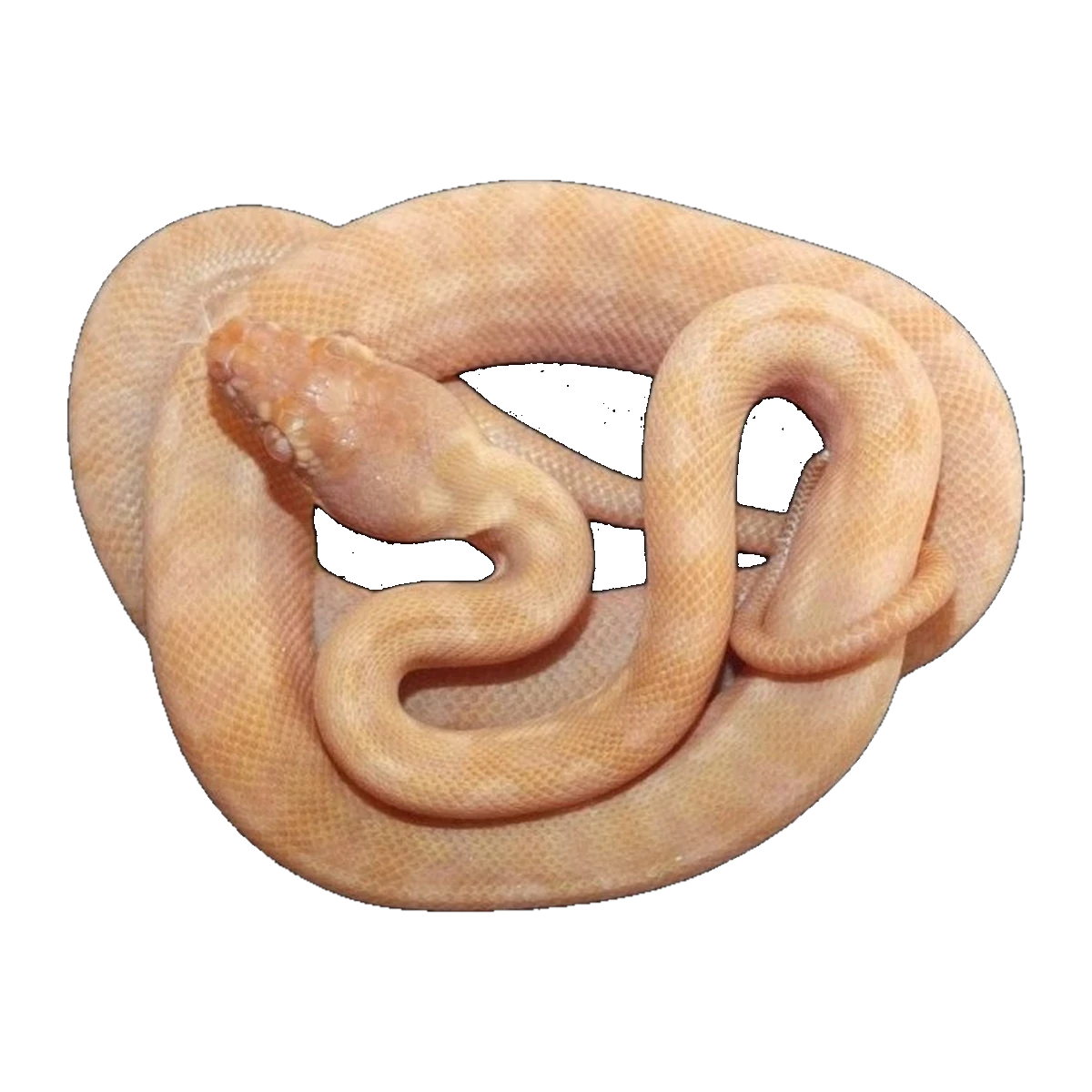 Sunglow Albino Darwin Carpet Python | Morelia spilota variegata