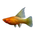 Sunrise Highfin Platy | Xiphophorus variatus