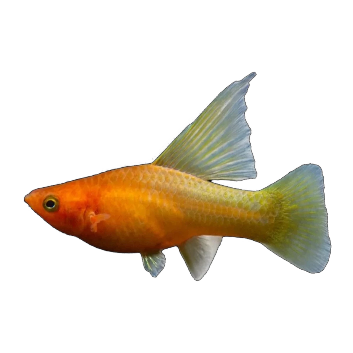 Sunrise Highfin Platy | Xiphophorus variatus