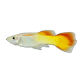 Sunset Guppy | Poecilia reticulata