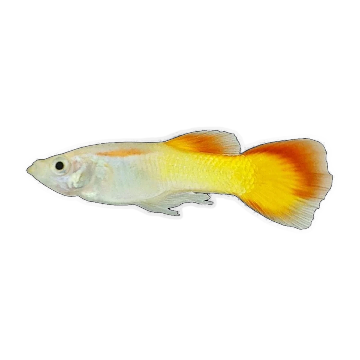 Sunset Guppy | Poecilia reticulata
