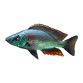 Sunset Hap – Dimidiochromis strigatus