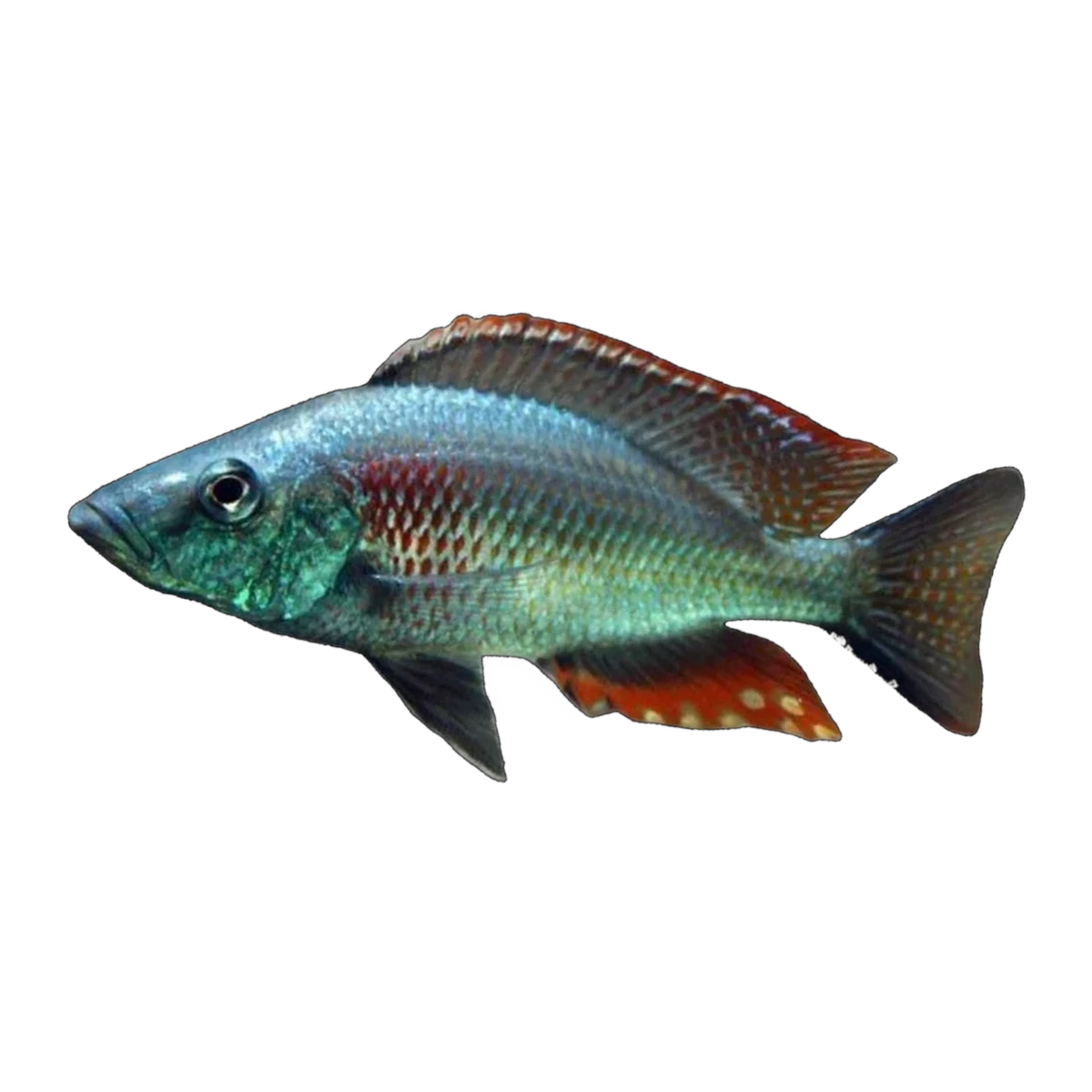 Sunset Hap – Dimidiochromis strigatus