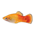 Sunset Platy | Xiphophorus maculatus