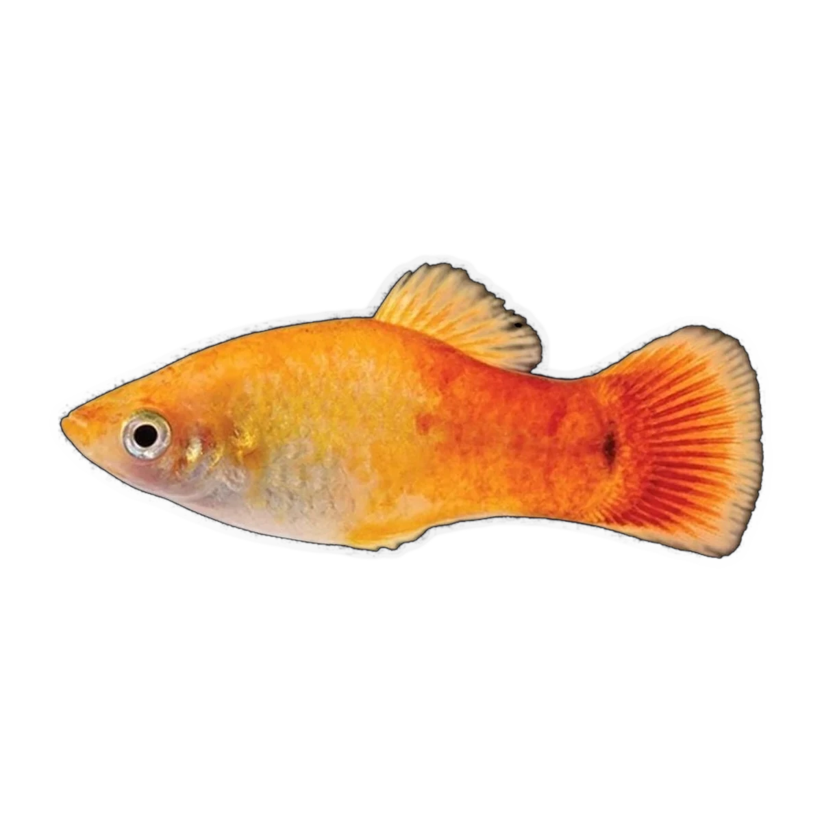 Sunset Platy | Xiphophorus maculatus