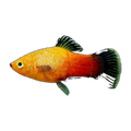 Sunset Wagtail Platy | Xiphophorus maculatus