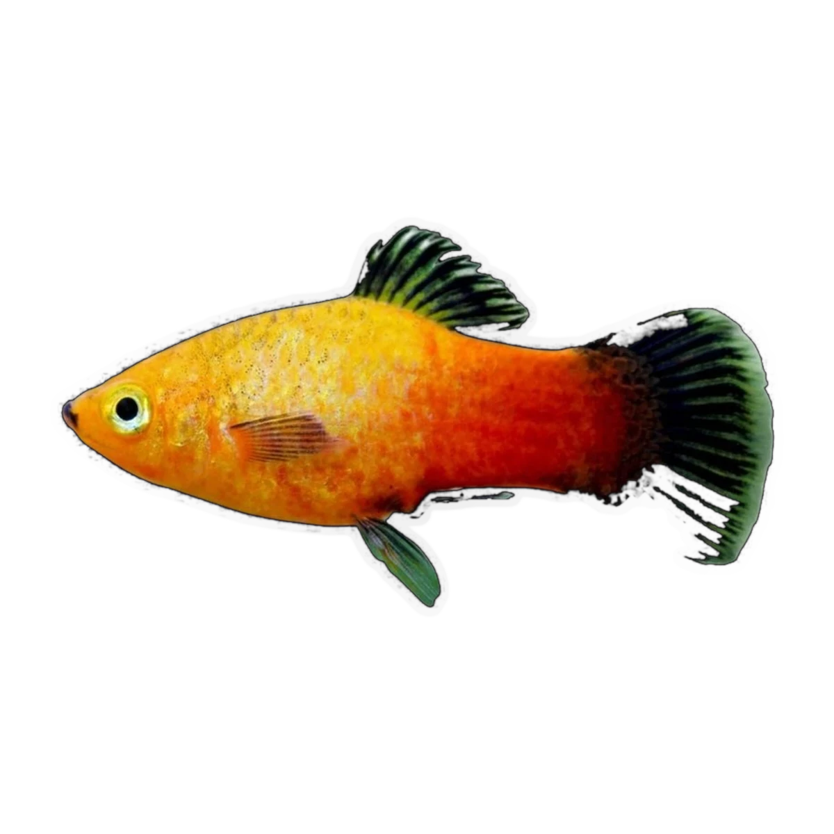 Sunset Wagtail Platy | Xiphophorus maculatus