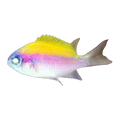 Sunshine Chromis Purple & Yellow | Chromis insolata