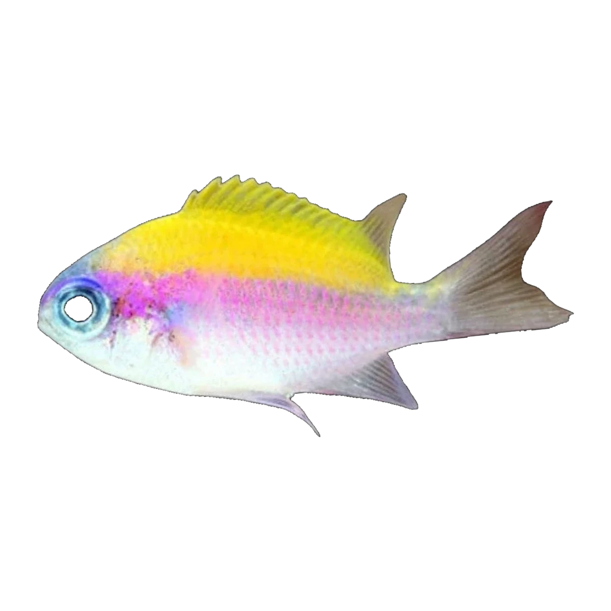 Sunshine Chromis Purple & Yellow | Chromis insolata